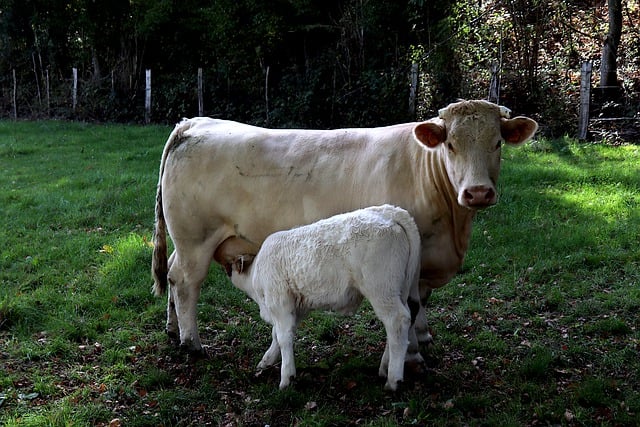 Free download cows calf cattle ruminants free picture to be edited with GIMP free online image editor