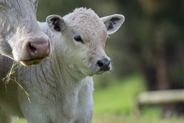 Free download cows calf young cow baby animal free picture to be edited with GIMP free online image editor