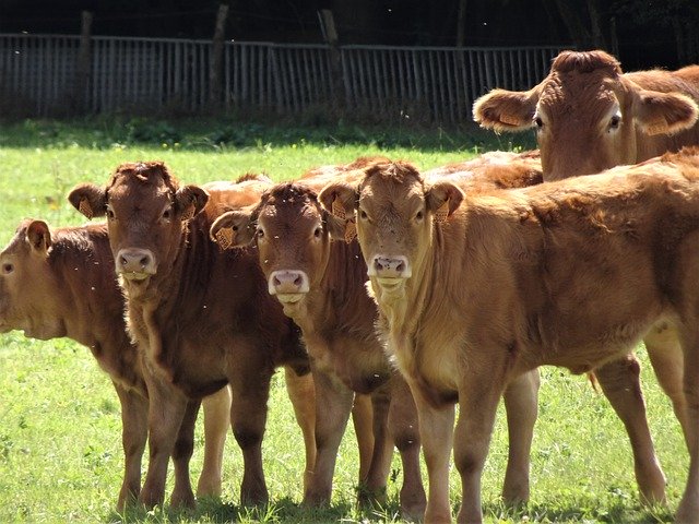 Free download Cows Calves Ruminants -  free photo or picture to be edited with GIMP online image editor