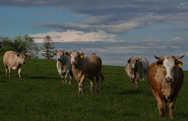 Free download Cows Cattle Agriculture -  free photo or picture to be edited with GIMP online image editor