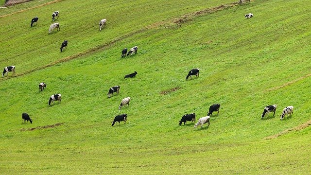 Free download cows cattle animals meadow field free picture to be edited with GIMP free online image editor