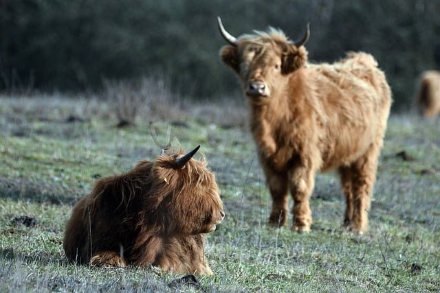 Free download cows cattle animals pasture free picture to be edited with GIMP free online image editor