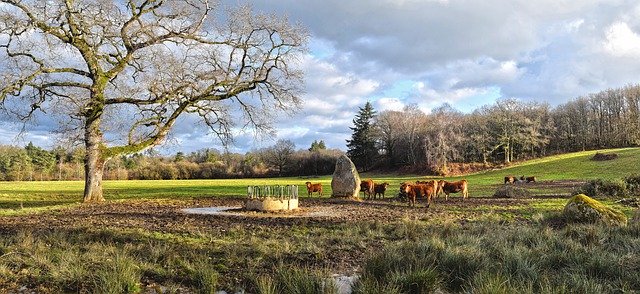 تنزيل مجاني Cows Cattle Field - صورة مجانية أو صورة يتم تحريرها باستخدام محرر الصور عبر الإنترنت GIMP