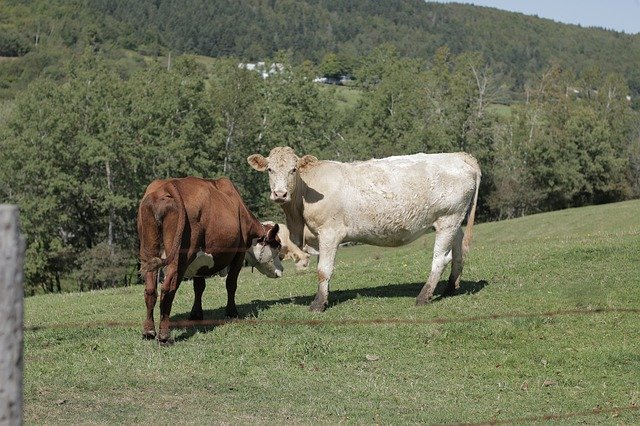 Free download Cows Cattle Livestock -  free free photo or picture to be edited with GIMP online image editor