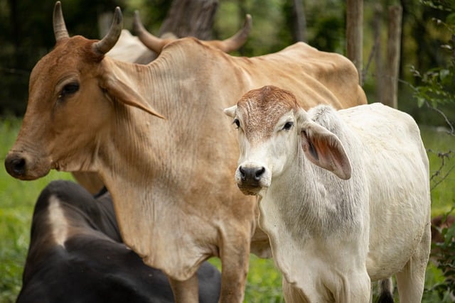 Free download cows cattle pasture farm mammal free picture to be edited with GIMP free online image editor