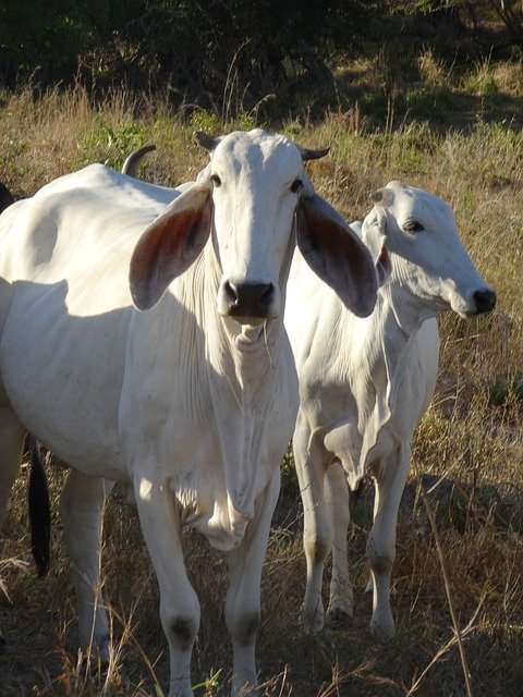 Free download Cows Costa Rica Cow Animal -  free photo or picture to be edited with GIMP online image editor