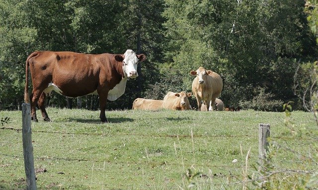 Descărcare gratuită Cows Cow Cattle - fotografie sau imagini gratuite pentru a fi editate cu editorul de imagini online GIMP