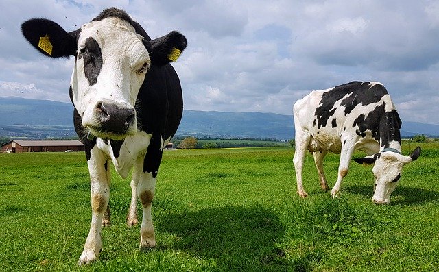 Muat turun percuma Cows Cow Field - foto atau gambar percuma untuk diedit dengan editor imej dalam talian GIMP