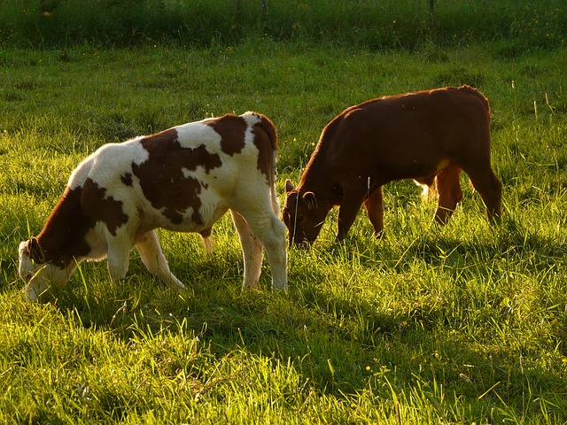 Free download cows domestic cattle beef free picture to be edited with GIMP free online image editor