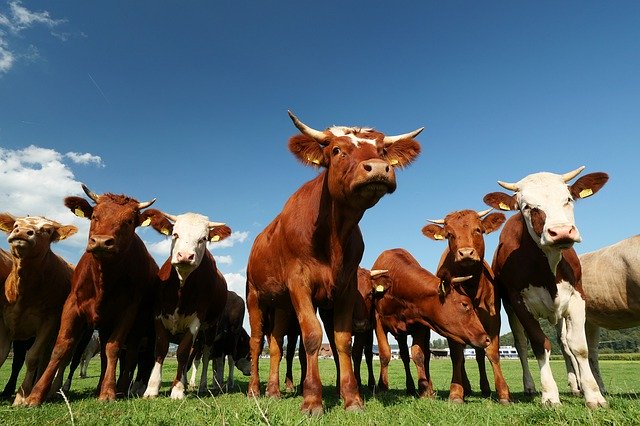 Gratis download Cows Flock Cow - gratis foto of afbeelding om te bewerken met GIMP online afbeeldingseditor