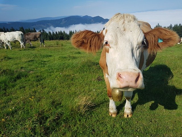 Free download Cow Simmental Mountains -  free free photo or picture to be edited with GIMP online image editor