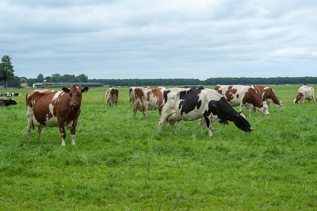 Descarga gratuita Cows Landscape Farm: foto o imagen gratuita para editar con el editor de imágenes en línea GIMP