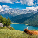 Cow sleeping on the shore of the lake  screen for extension Chrome web store in OffiDocs Chromium