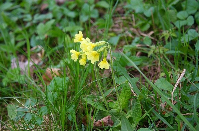 Template Photo Cowslip Plant Nature for OffiDocs
