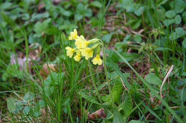 Безкоштовно завантажте безкоштовний шаблон фотографій Cowslip Plant Nature для редагування в онлайн-редакторі зображень GIMP