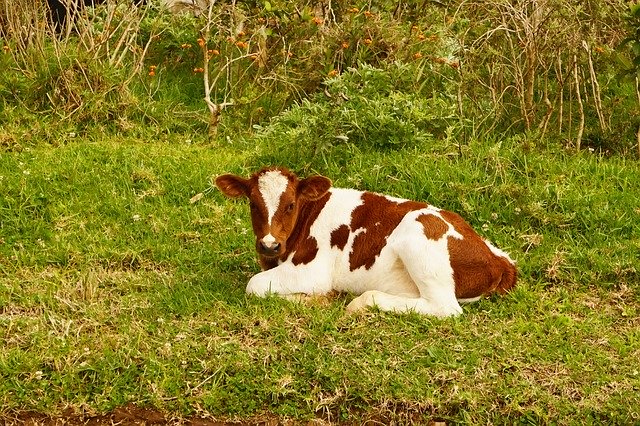 Free download Cow Small Calf -  free photo or picture to be edited with GIMP online image editor
