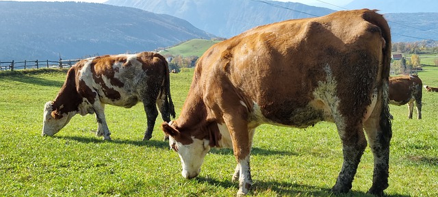 Free download cows mountain pasture cattle free picture to be edited with GIMP free online image editor