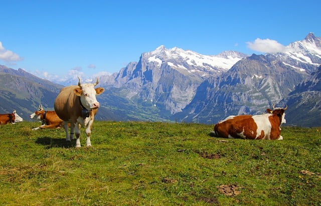 Free download cows mountains meadow grazing free picture to be edited with GIMP free online image editor