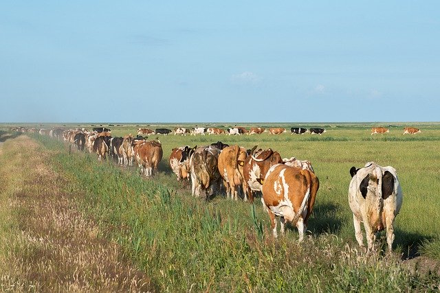 免费下载奶牛自然农业 - 使用 GIMP 在线图像编辑器编辑的免费照片或图片