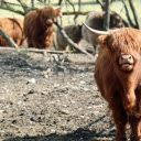 Cows on the Plateau  screen for extension Chrome web store in OffiDocs Chromium