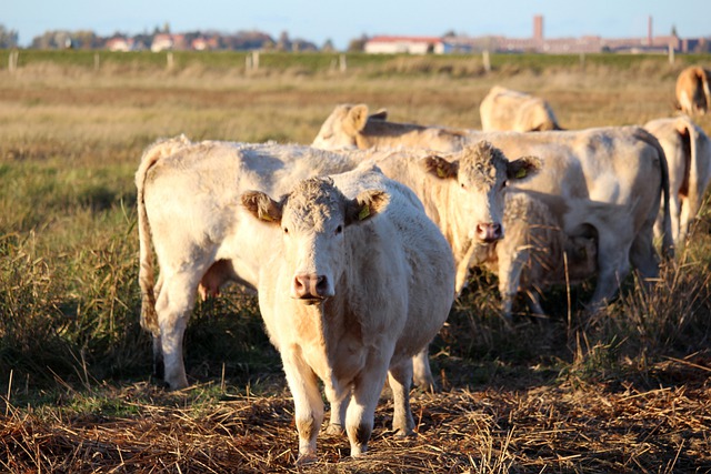 Free download cows pasture field meadow free picture to be edited with GIMP free online image editor