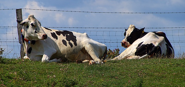 Free download cows pasture lying beef dike free picture to be edited with GIMP free online image editor