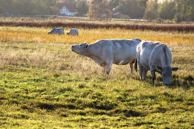 Free download cows pasture meadow agriculture free picture to be edited with GIMP free online image editor