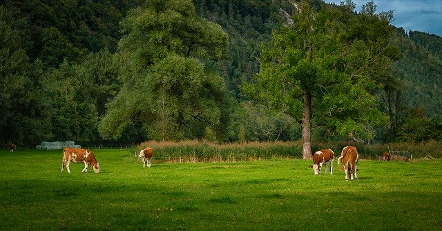 Free download Cows Pasture Panorama -  free photo or picture to be edited with GIMP online image editor