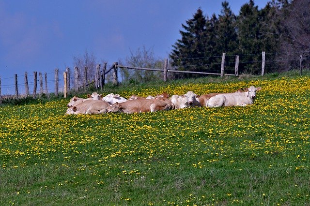 Unduh gratis Cows Pasture Summer - foto atau gambar gratis untuk diedit dengan editor gambar online GIMP
