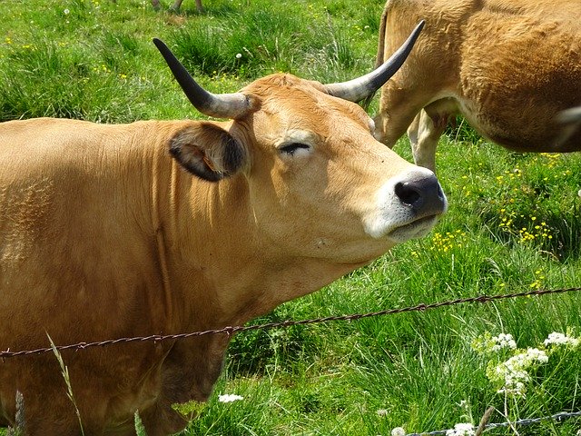 Free download Cows Ruminants Animals Farm -  free photo or picture to be edited with GIMP online image editor