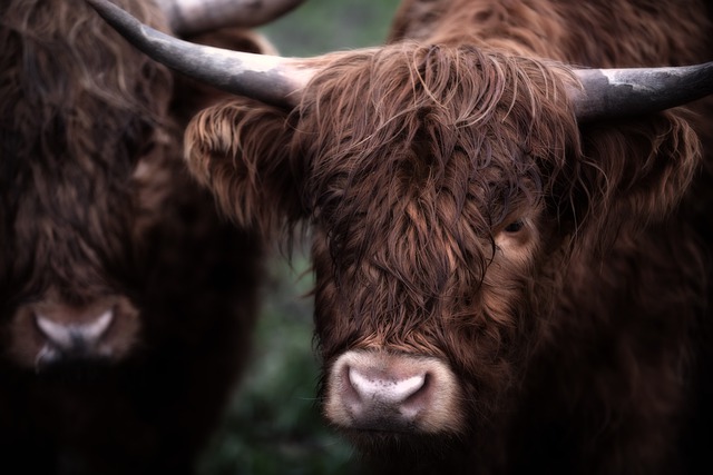 Free download cows ruminants cattle horns fur free picture to be edited with GIMP free online image editor
