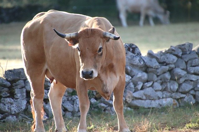 Descarga gratuita Vacas Rumiantes Animales de granja: foto o imagen gratuitas para editar con el editor de imágenes en línea GIMP