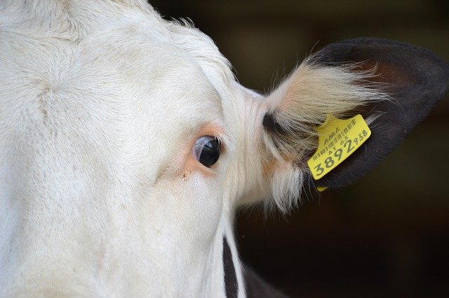 הורדה חינם Cows Simmental Cattle Beef - תמונה או תמונה בחינם לעריכה עם עורך התמונות המקוון GIMP