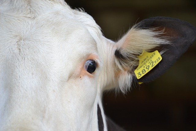 Free download Cows Simmental Cattle Beef -  free photo or picture to be edited with GIMP online image editor