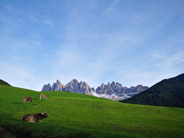 Unduh gratis Cows South Tyrol Bg - foto atau gambar gratis untuk diedit dengan editor gambar online GIMP