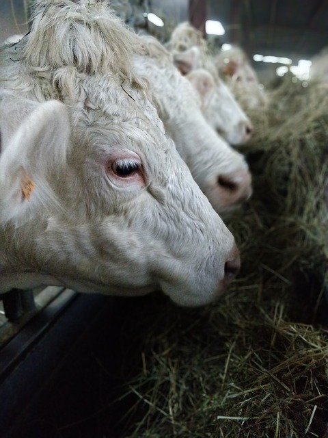 Free download Cows Straw Meals -  free photo or picture to be edited with GIMP online image editor