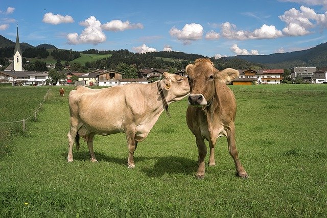 Descarga gratuita Cows Switzerland Mountains - foto o imagen gratuita para editar con el editor de imágenes en línea GIMP