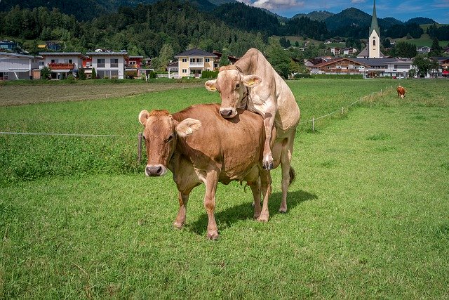 Téléchargement gratuit Vaches Suisse Nature - photo ou image gratuite à éditer avec l'éditeur d'images en ligne GIMP