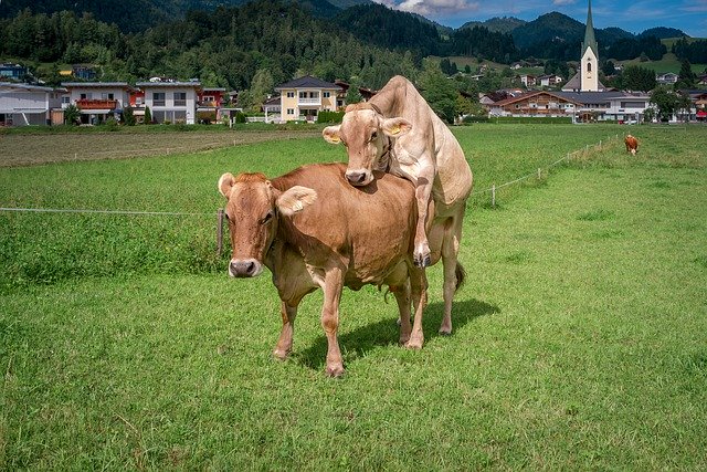 Muat turun percuma Cows Switzerland Nature - foto atau gambar percuma untuk diedit dengan editor imej dalam talian GIMP