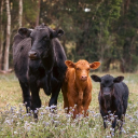 COWS THEME  screen for extension Chrome web store in OffiDocs Chromium