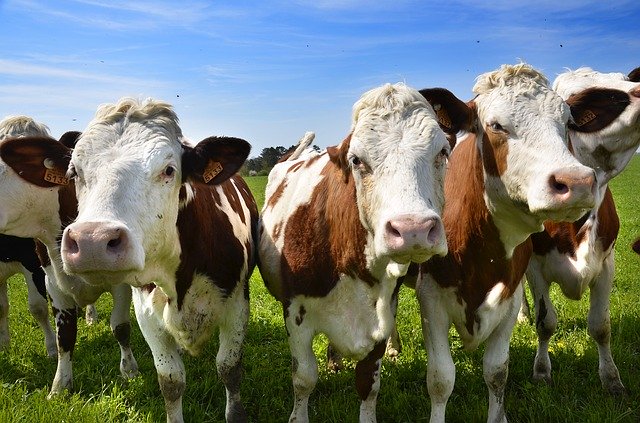 Muat turun percuma Cows Vosges Animals - foto atau gambar percuma untuk diedit dengan editor imej dalam talian GIMP