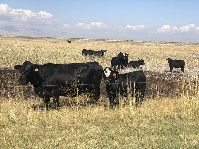 Free download Cows Wild Land Preserve -  free photo or picture to be edited with GIMP online image editor