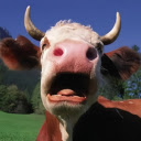 Cow: The Gentle and Valuable Farm Animal  screen for extension Chrome web store in OffiDocs Chromium