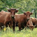 COW THEME  screen for extension Chrome web store in OffiDocs Chromium