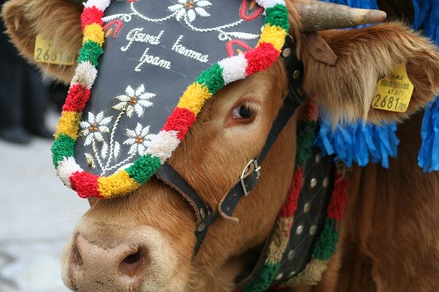 Scarica gratuitamente Cow Tradition Nature: foto o immagine gratuita da modificare con l'editor di immagini online GIMP