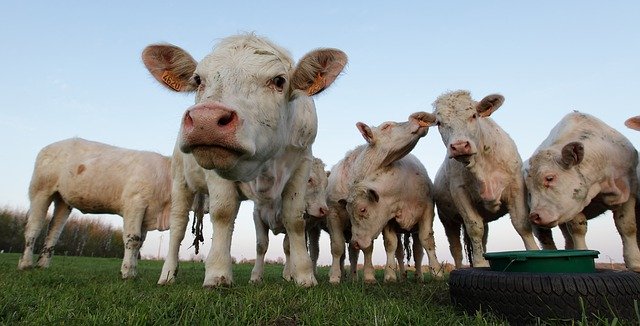 Scarica gratuitamente Cow Twilight Agriculture: foto o immagine gratuita da modificare con l'editor di immagini online GIMP