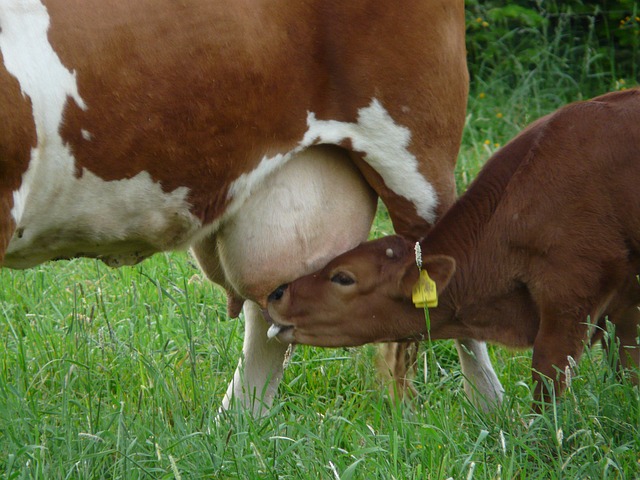 Free download cow udder suckle calf cub milk free picture to be edited with GIMP free online image editor