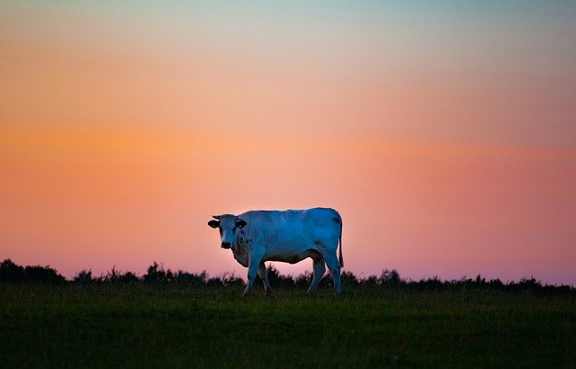 Descarga gratuita Cow Under Alien Sky Bull - foto o imagen gratuita para editar con el editor de imágenes en línea GIMP