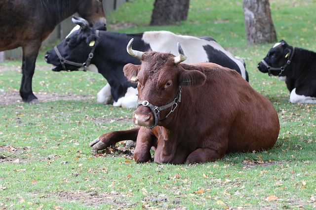 Free download cow zoo lying cattle horn brown free picture to be edited with GIMP free online image editor