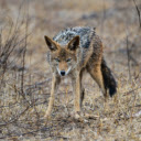Coyote  screen for extension Chrome web store in OffiDocs Chromium